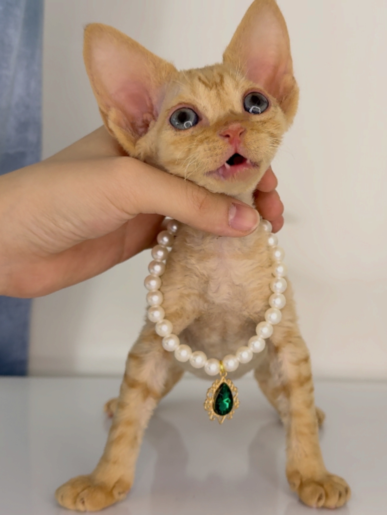 😸德文红虎斑弟弟 耳朵比头大 甜美可爱